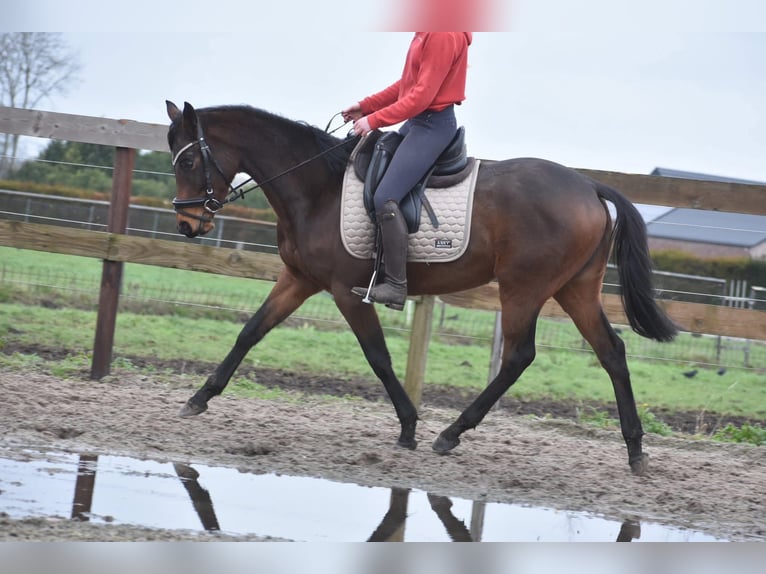 Andere Rassen Merrie 4 Jaar 155 cm in Achtmaal