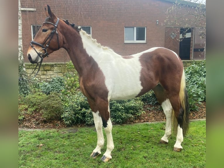 Andere Rassen Merrie 4 Jaar 156 cm Gevlekt-paard in Hopsten