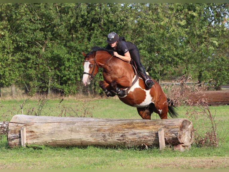 Andere Rassen Mix Merrie 4 Jaar 156 cm Overo-alle-kleuren in Oberhausen