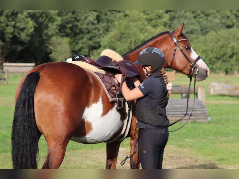 Andere Rassen Mix Merrie 4 Jaar 156 cm Overo-alle-kleuren in Oberhausen
