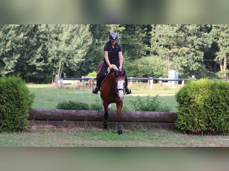 Andere Rassen Mix Merrie 4 Jaar 156 cm Overo-alle-kleuren in Oberhausen