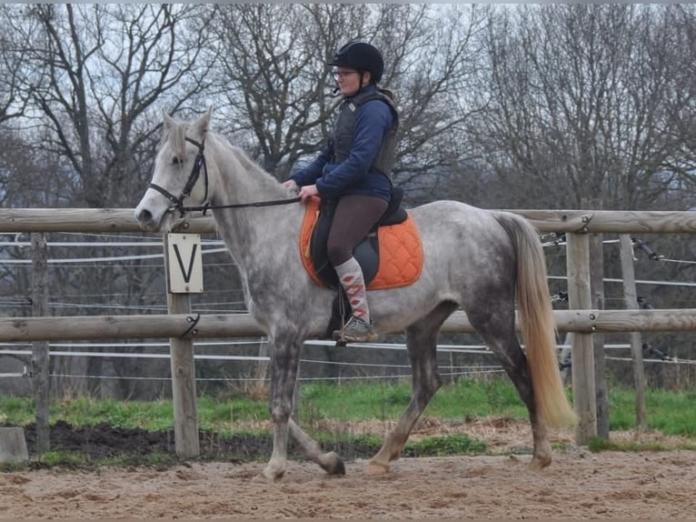 Andere Rassen Merrie 4 Jaar 156 cm Schimmel in Condom