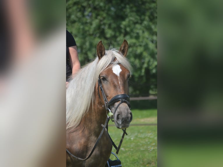 Andere Rassen Merrie 4 Jaar 157 cm Palomino in Breda