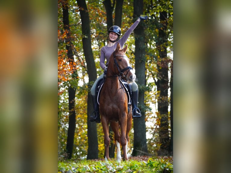 Andere Rassen Merrie 4 Jaar 157 cm Vos in Nettersheim