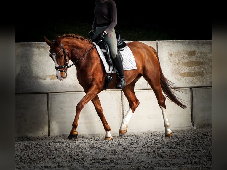 Andere Rassen Merrie 4 Jaar 157 cm Vos in Nettersheim