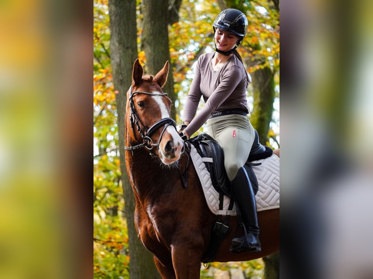 Andere Rassen Merrie 4 Jaar 157 cm Vos in Nettersheim