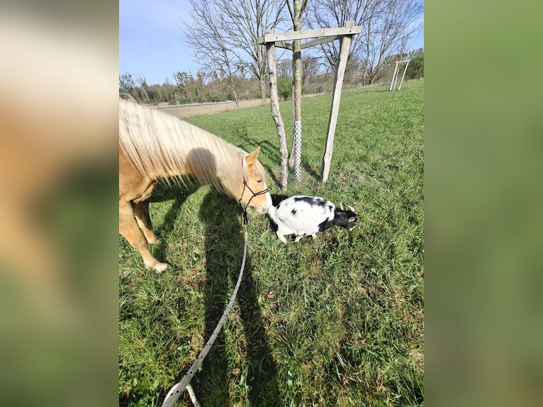 Andere Rassen Merrie 4 Jaar 158 cm Palomino in Geilenkirchen