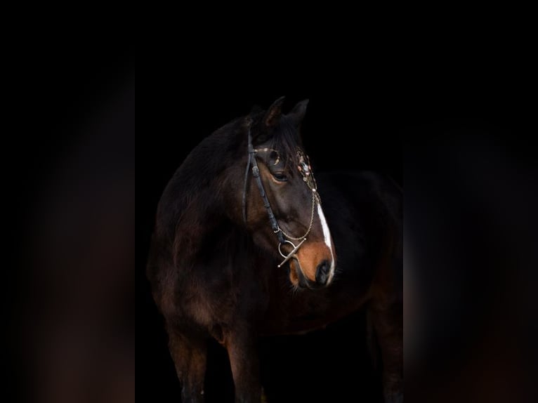 Andere Rassen Merrie 4 Jaar 160 cm Bruin in Rohlfshagen