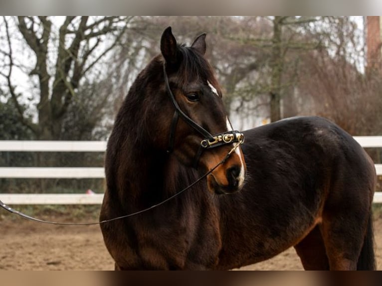 Andere Rassen Merrie 4 Jaar 160 cm Bruin in Rohlfshagen