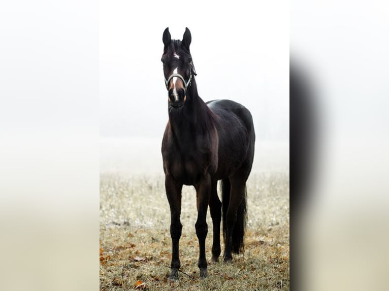 Andere Rassen Merrie 4 Jaar 160 cm Bruin in Rohlfshagen