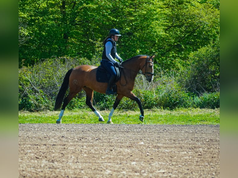 Andere Rassen Merrie 4 Jaar 160 cm  in Nettersheim