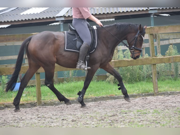 Andere Rassen Merrie 4 Jaar 162 cm Donkerbruin in Achtmaal