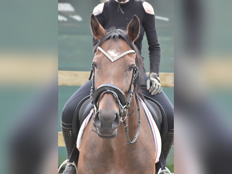 Andere Rassen Merrie 4 Jaar 162 cm Donkerbruin in Achtmaal