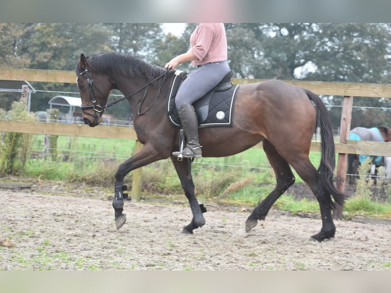 Andere Rassen Merrie 4 Jaar 162 cm Donkerbruin in Achtmaal