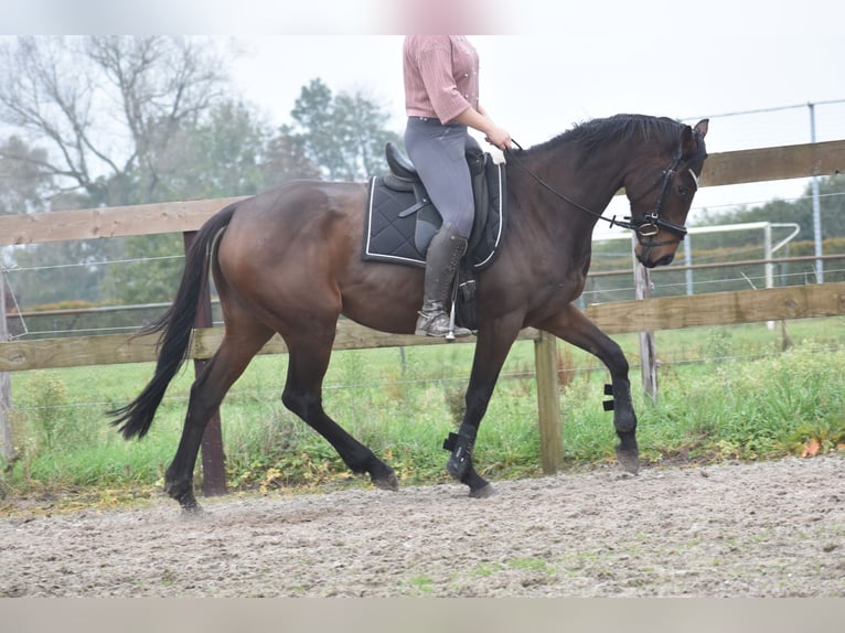 Andere Rassen Merrie 4 Jaar 162 cm Donkerbruin in Achtmaal