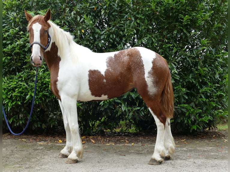 Andere Rassen Merrie 4 Jaar 162 cm Gevlekt-paard in Lathen