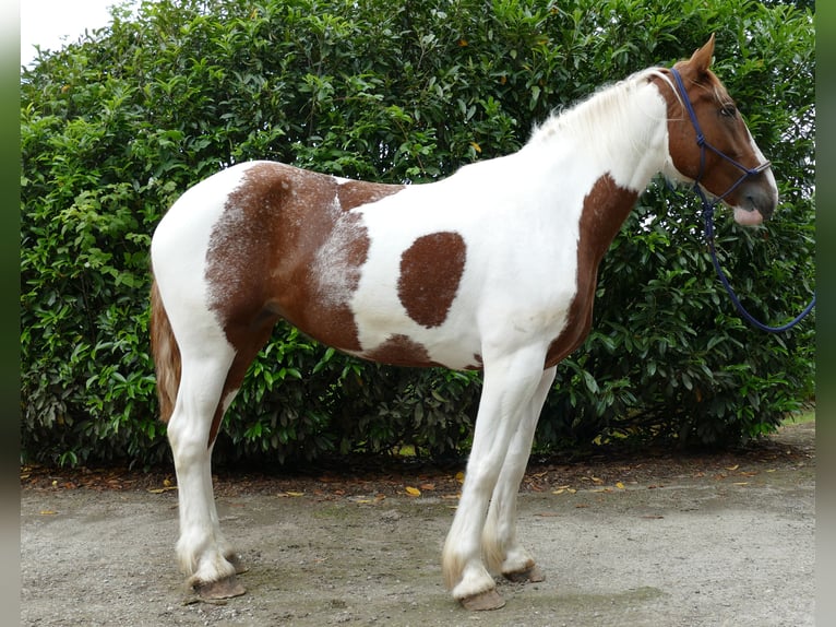 Andere Rassen Merrie 4 Jaar 162 cm Gevlekt-paard in Lathen