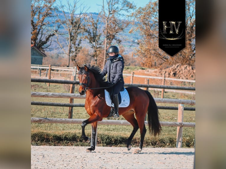 Andere Rassen Merrie 4 Jaar 163 cm Bruin in Marly-sous-Issy