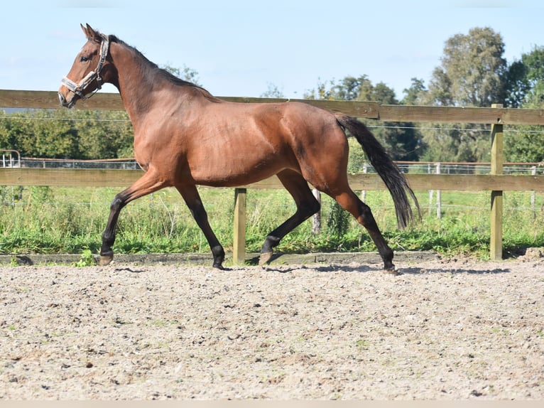 Andere Rassen Merrie 4 Jaar 163 cm Bruin in Achtmaal