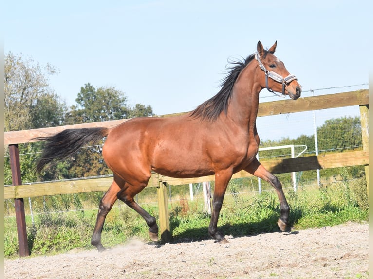 Andere Rassen Merrie 4 Jaar 163 cm Bruin in Achtmaal