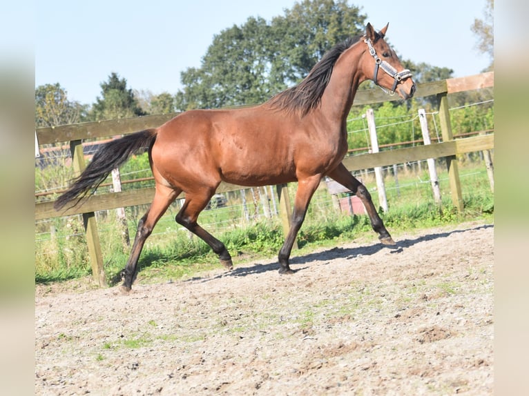 Andere Rassen Merrie 4 Jaar 163 cm Bruin in Achtmaal