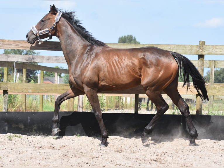 Andere Rassen Merrie 4 Jaar 163 cm Donkerbruin in Achtmaal