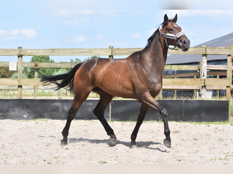 Andere Rassen Merrie 4 Jaar 163 cm Donkerbruin in Achtmaal