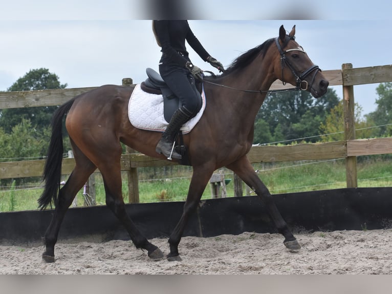 Andere Rassen Merrie 4 Jaar 163 cm Donkerbruin in Achtmaal