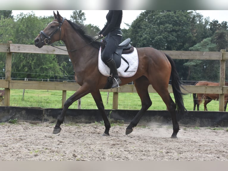 Andere Rassen Merrie 4 Jaar 163 cm Donkerbruin in Achtmaal