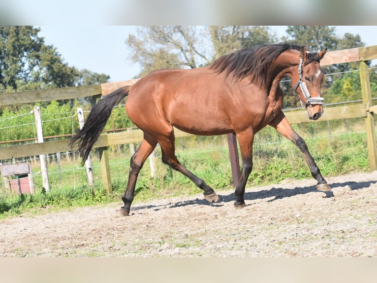 Andere Rassen Merrie 4 Jaar 163 cm Roodbruin in Achtmaal