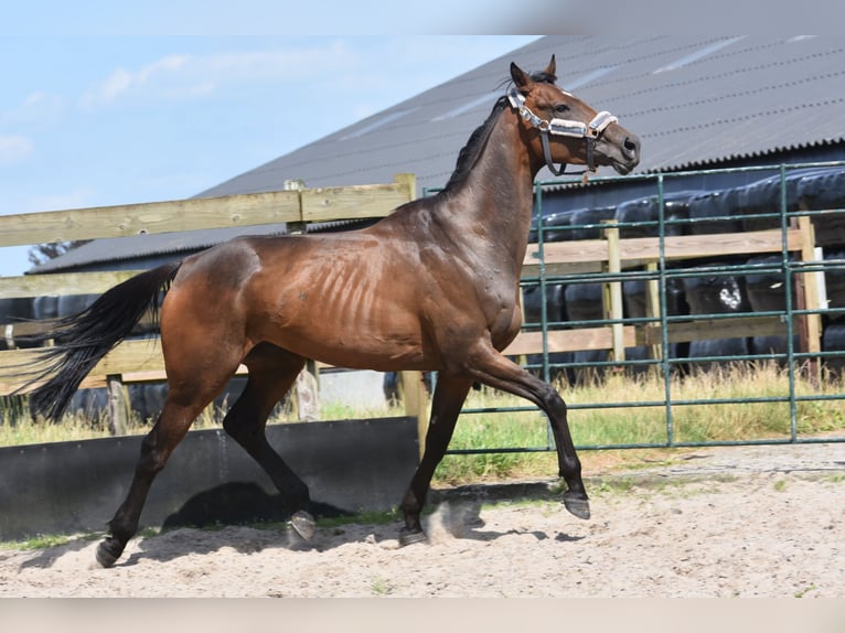 Andere Rassen Merrie 4 Jaar 163 cm Roodbruin in Achtmaal