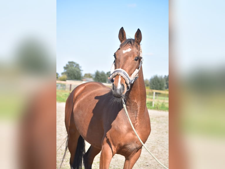 Andere Rassen Merrie 4 Jaar 163 cm Roodbruin in Achtmaal