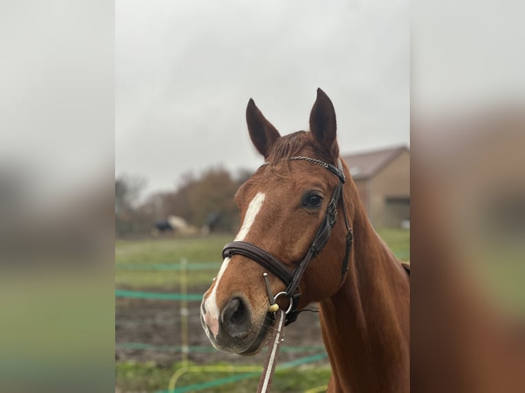 Andere Rassen Merrie 4 Jaar 164 cm Vos in Feucherolles