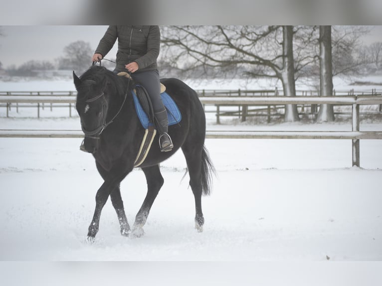 Andere Rassen Merrie 4 Jaar 165 cm Zwart in Breda