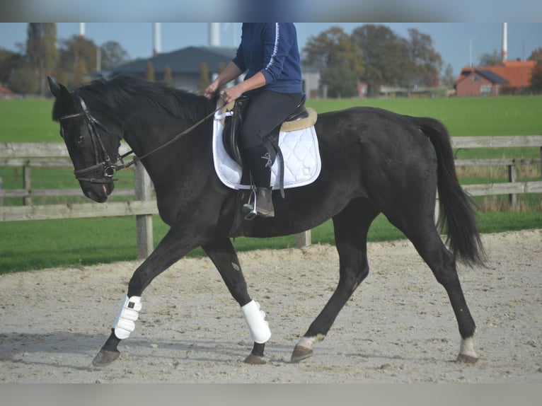 Andere Rassen Merrie 4 Jaar 165 cm Zwart in Breda
