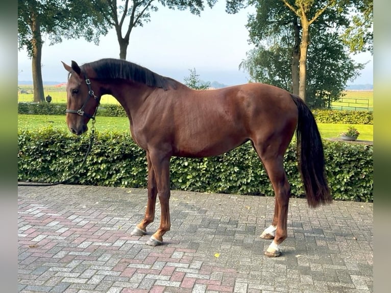 Andere Rassen Merrie 4 Jaar 167 cm Roodvos in Gijon