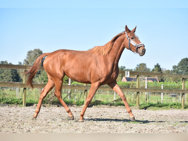 Andere Rassen Merrie 4 Jaar 168 cm Vos in Achtmaal