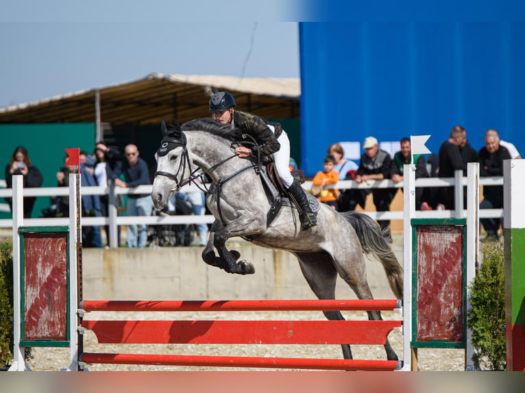 Andere Rassen Merrie 4 Jaar 172 cm Wit in &#1055;&#1083;&#1077;&#1074;&#1077;&#1085; / Pleven