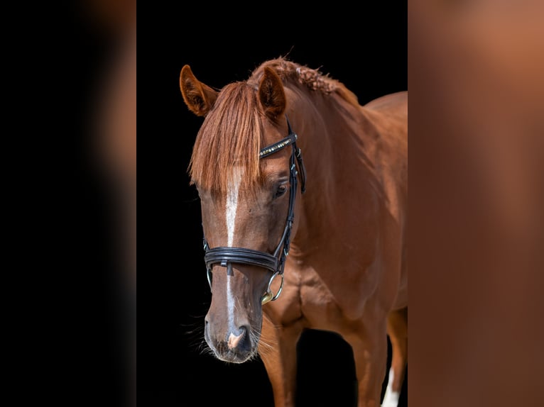 Andere Rassen Merrie 4 Jaar Vos in Kie&#x142;pino