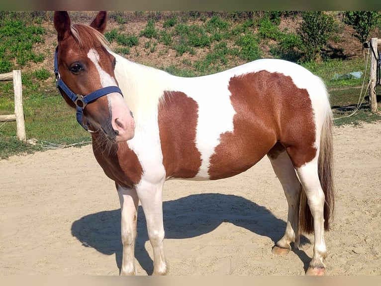 Andere Rassen Merrie 5 Jaar 123 cm Rood schimmel in Velence