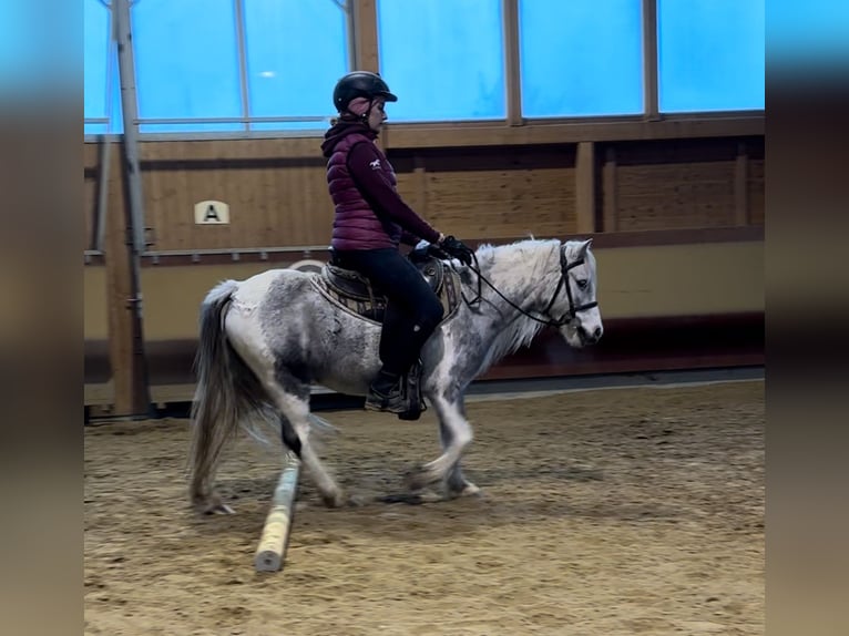 Andere Rassen Merrie 5 Jaar 126 cm Gevlekt-paard in Achstetten