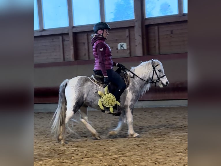 Andere Rassen Merrie 5 Jaar 126 cm Gevlekt-paard in Achstetten