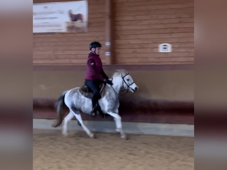 Andere Rassen Merrie 5 Jaar 126 cm Gevlekt-paard in Achstetten