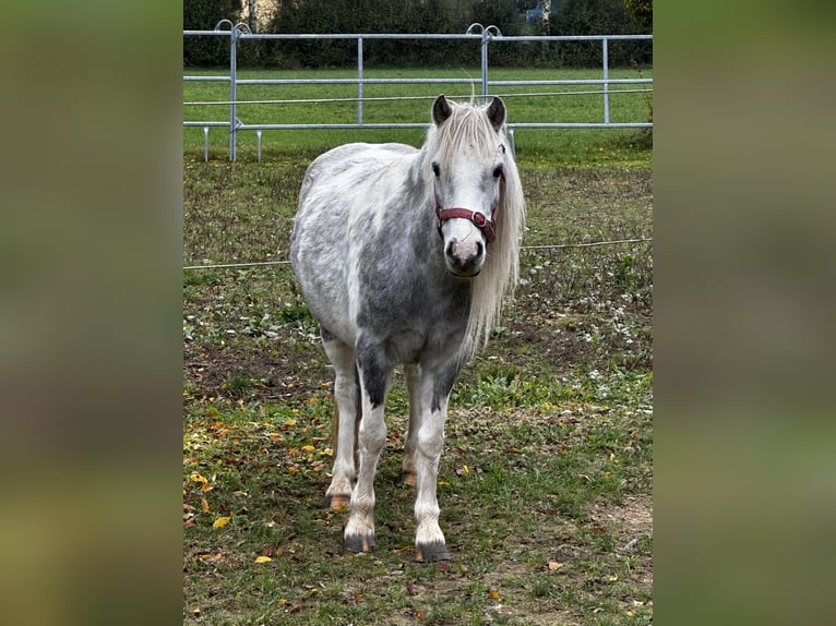 Andere Rassen Merrie 5 Jaar 126 cm Gevlekt-paard in Achstetten