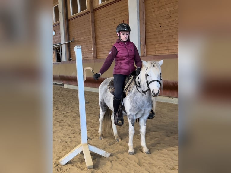 Andere Rassen Merrie 5 Jaar 126 cm Gevlekt-paard in Achstetten