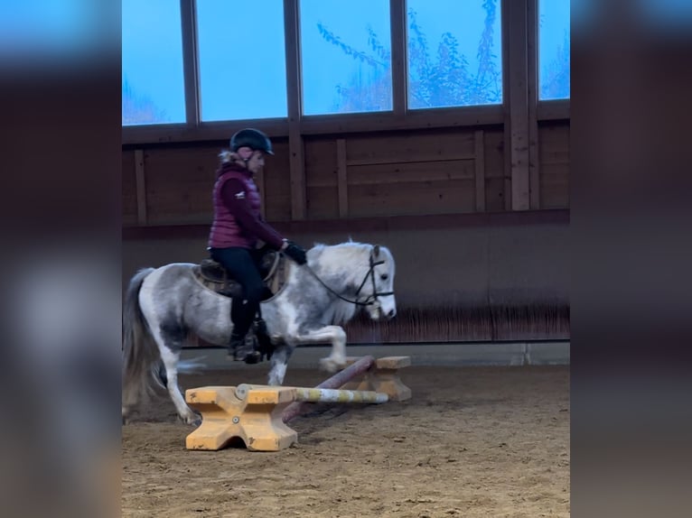 Andere Rassen Merrie 5 Jaar 126 cm Gevlekt-paard in Achstetten