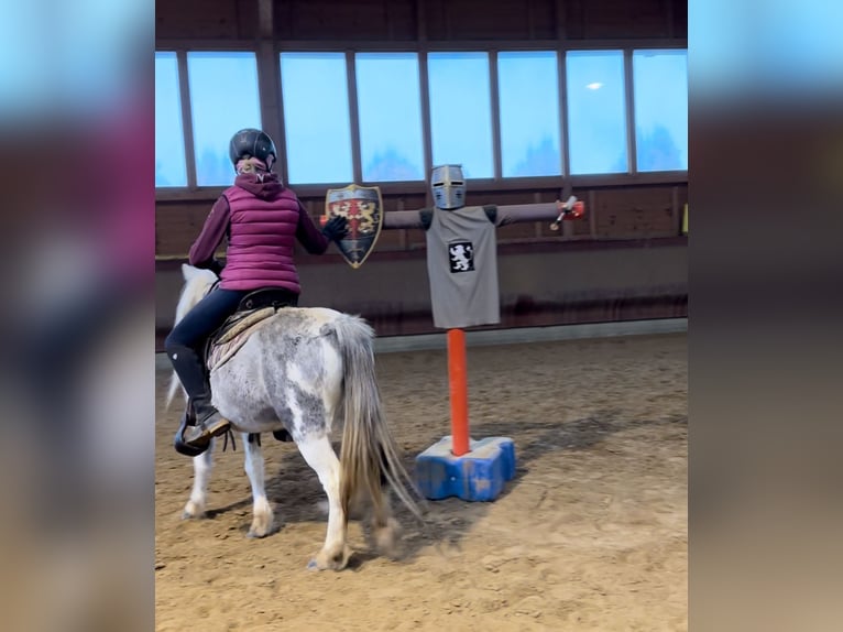 Andere Rassen Merrie 5 Jaar 126 cm Gevlekt-paard in Achstetten