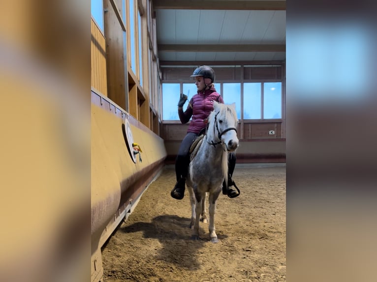 Andere Rassen Merrie 5 Jaar 126 cm Gevlekt-paard in Achstetten