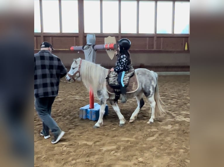 Andere Rassen Merrie 5 Jaar 126 cm Gevlekt-paard in Achstetten