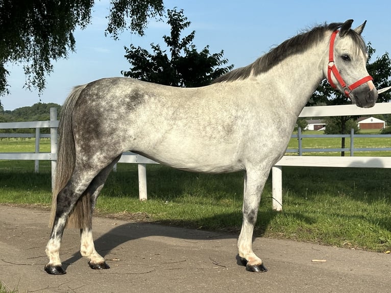 Andere Rassen Mix Merrie 5 Jaar 127 cm Appelschimmel in Riedlingen